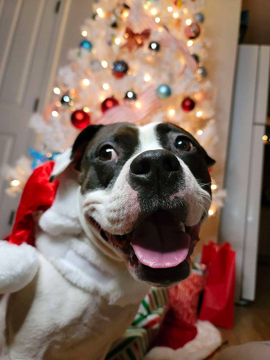 Cleo joined the competition — help win amazing prizes! carnivore, christmas, christmas_decoration, christmas_ornament, collar, companion_dog, dog, dog_breed, dog_collar, event, eyewear, fawn, holiday, plant, smile, snout, sporting_group, tree, whiskers, working_animal