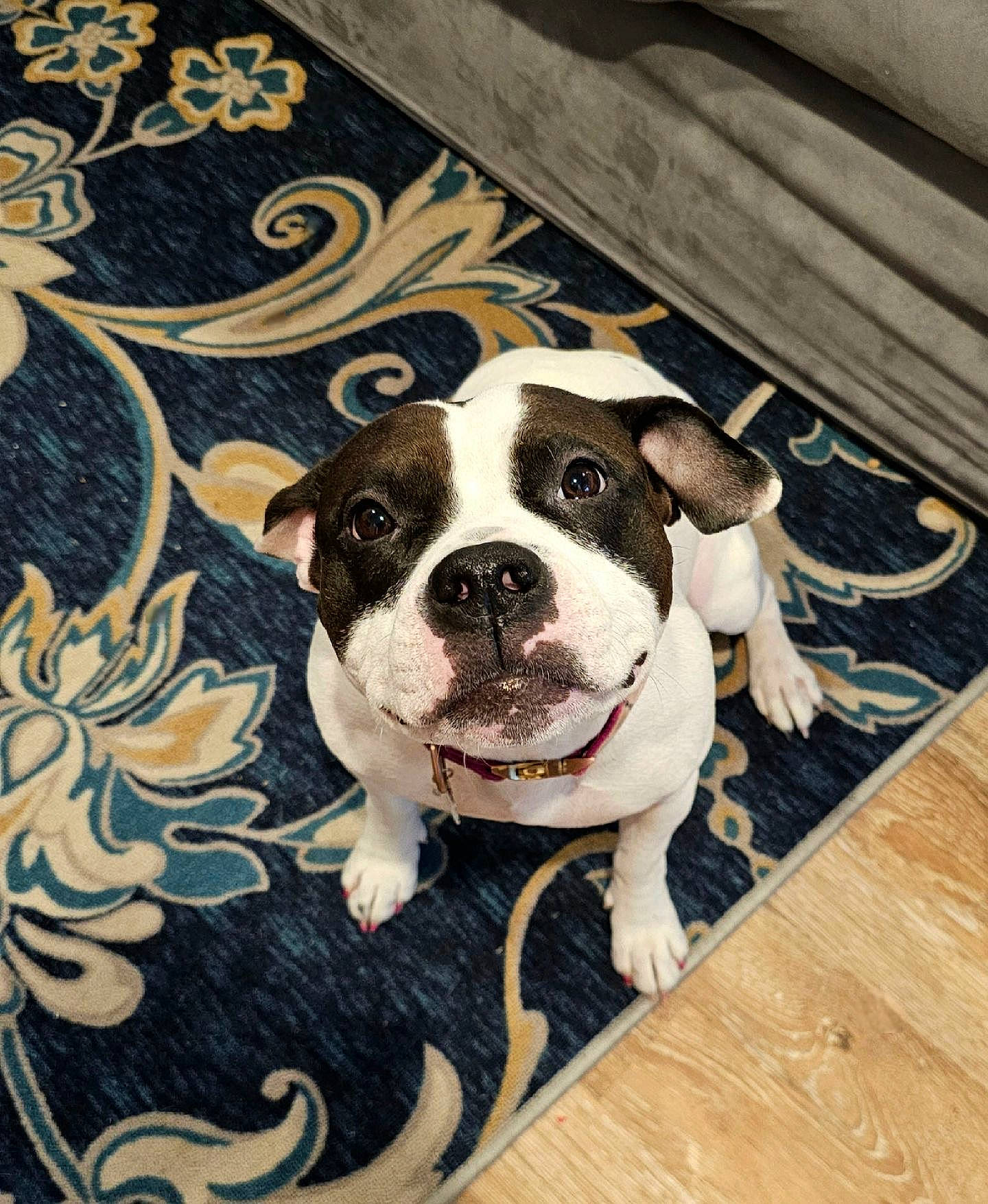 Cleo joined the competition — help win amazing prizes! art, canidae, carnivore, companion_dog, couch, dog, dog_breed, fawn, flooring, hardwood, pattern, plank, rectangle, snout, sporting_group, terrestrial_animal, whiskers, window, wood, working_animal