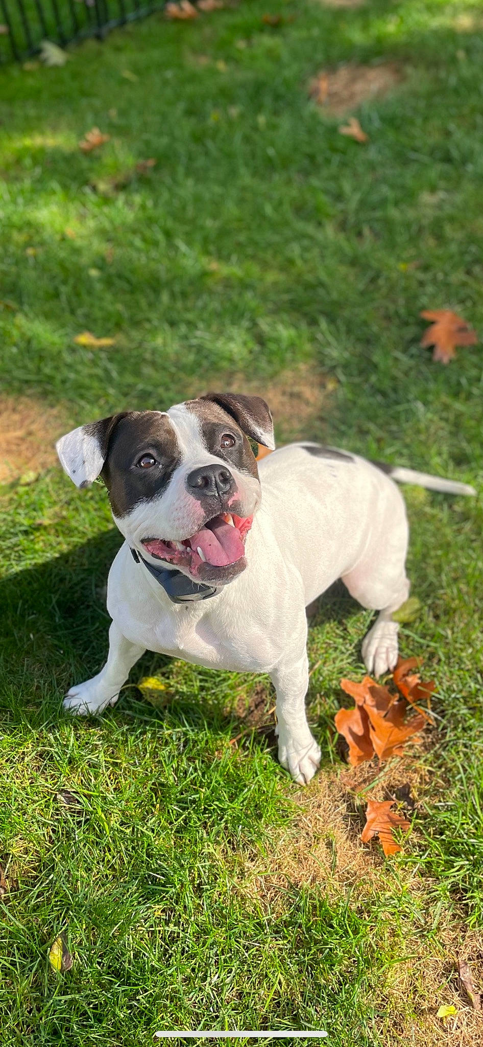 Cleo joined the competition — help win amazing prizes! canidae, carnivore, collar, companion_dog, dog, dog_breed, dog_collar, fawn, grass, molosser, non_sporting_group, old_english_bulldog, plant, puppy, snout, tail, tree, working_animal, working_dog, yard