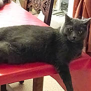 Iris participe au concours pour gagner de l'argent avec cette photo : cat, gray_cat, table, red_tablecloth, indoor, furniture, chair, relaxed, pet, animal, looking_at_camera, domestic, cozy, carved_wood, curtains, floor, table_leg, whiskers, face, fur
