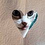 cat, feline, heart_shaped_hole, toilet_paper, paper_towel, peek, tongue_out, whiskers, big_eyes, close_up, texture, embossed_pattern, hole, curious, pet, indoor, portrait, humorous, white_cat, nose