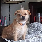 Daisy is registered to the contest to win money with this photo: dog, bed, blanket, furniture, lamp, collar, indoor, pet, fur, animal, face, ear, expression, curious, home, table, chair, pattern, resting, sleeping