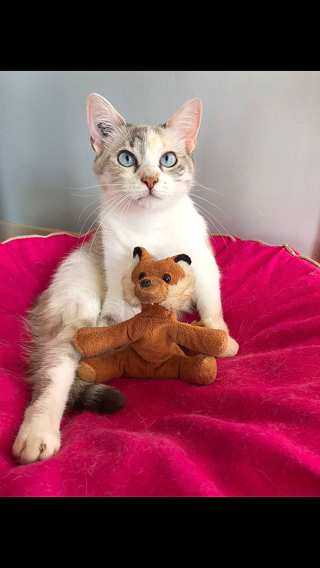 Bernie participe au concours pour gagner de l'argent avec cette photo : asian, burmilla, carnivore, cat, colorpoint_shorthair, domestic_short_haired_cat, fawn, felidae, javanese, kitten, mammal, oriental_longhair, ragdoll, singapura, small_to_medium_sized_cats, turkish_angora, turkish_van, vertebrate, whiskers