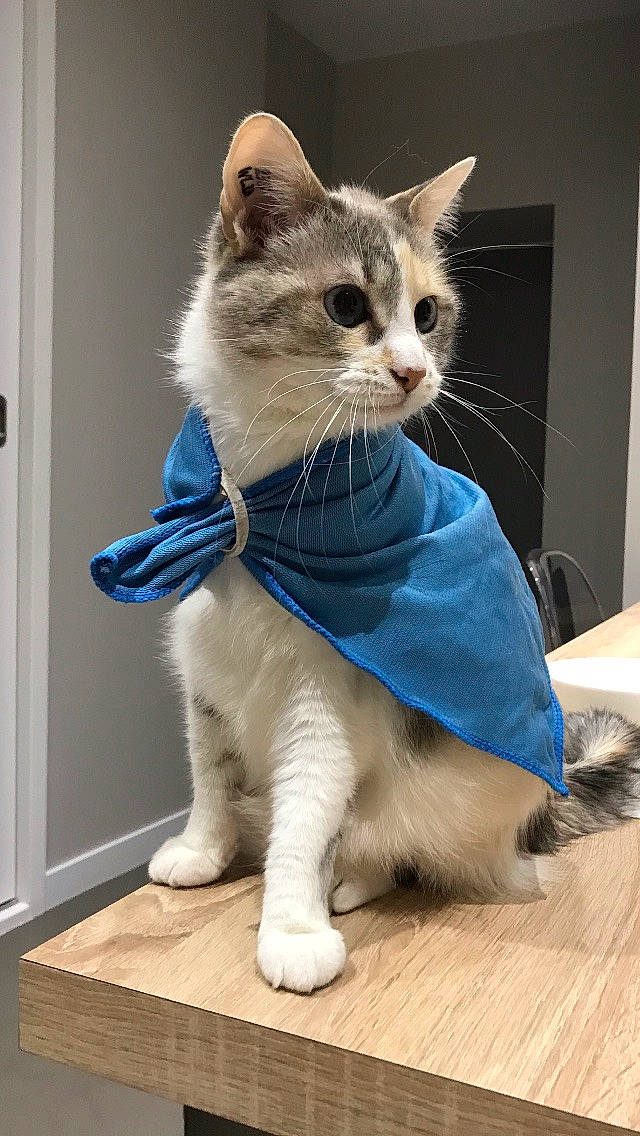 Bernie a rejoint le concours — aidez-le/la à gagner de superbes lots ! aegean_cat, american_shorthair, asian, carnivore, cat, domestic_short_haired_cat, european_shorthair, fawn, felidae, fur, kitten, mammal, ojos_azules, paw, polydactyl_cat, ragamuffin, small_to_medium_sized_cats, tail, whiskers