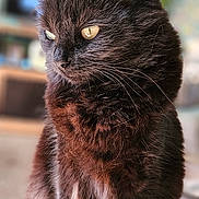 Peggy joined the competition — help win amazing prizes! abyssinian, angora, animal, blackcat, cat, kitten, manx, pet, wood
