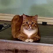 Charlie joined the competition — help win amazing prizes! cat, orange_tabby, feline, loaf_pose, sitting, front_view, fluffy, striped_fur, whiskers, pointed_ears, green_eyes, white_chest, paws, tail, indoor, wooden_ledge, radiator, home, portrait, alert