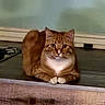 cat, orange_tabby, feline, loaf_pose, sitting, front_view, fluffy, striped_fur, whiskers, pointed_ears, green_eyes, white_chest, paws, tail, indoor, wooden_ledge, radiator, home, portrait, alert