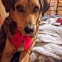 animal, blanket, close_up, couch, cozy, dog, ears, expression, eyes, face, fur, furniture, home, indoor, nose, pet, portrait, red_bow, sitting, warm_lighting