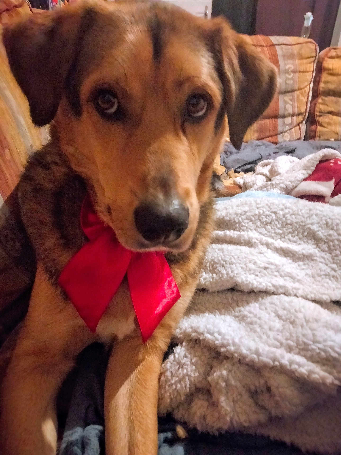 Droopy participe au concours pour gagner de l'argent avec cette photo : animal, blanket, close_up, couch, cozy, dog, ears, expression, eyes, face, fur, furniture, home, indoor, nose, pet, portrait, red_bow, sitting, warm_lighting