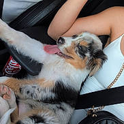 Bandy participe au concours pour gagner de l'argent avec cette photo : arm, bracelet, can, car, casual, clothing, comfort, dog, furry, handbag, happy, interior, lap, person, puppy, relaxed, seat, seatbelt, tattoo, tongue_out