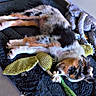 puppy, dog, sleeping, toy, plush_toy, mat, indoor, floor, cute, pet, resting, fur, animal, cozy, relaxing, corner, soft, young_dog, time_stamp, weekend