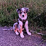 puppy, dog, outdoor, grass, path, concrete, sitting, pet, animal, young, nature, parked_cars, daylight, fur, ears, leash, collar, cute, alert, background
