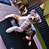 Bandy participe au concours pour gagner de l'argent avec cette photo :