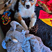 Bandy participe au concours pour gagner de l'argent avec cette photo : puppy, dog, toy, plush_toy, rope_toy, pine_cone, blanket, floor, cup, indoor, cushion, pet, animal, laying_down, colorful, tricolor, young_dog, cute, cozy, morning