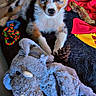 puppy, dog, toy, plush_toy, rope_toy, pine_cone, blanket, floor, cup, indoor, cushion, pet, animal, laying_down, colorful, tricolor, young_dog, cute, cozy, morning