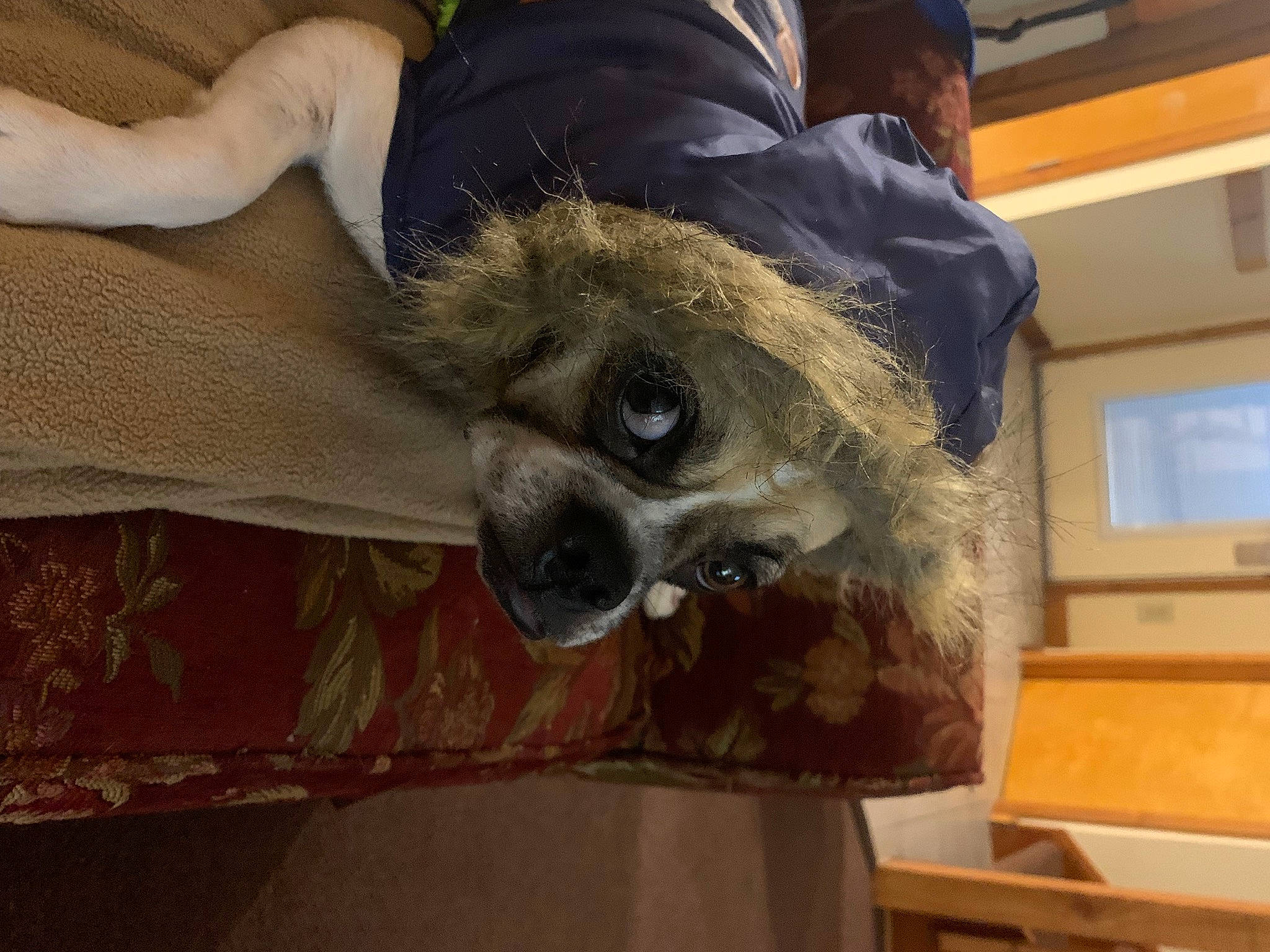 Cubby joined the competition — help win amazing prizes! canidae, carnivore, comfort, companion_dog, dog, dog_breed, fawn, fur, hat, non_sporting_group, picture_frame, procyonidae, skull, snout, sporting_group, toy_dog, whiskers, wildlife, wood, working_animal