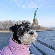 Nala is registered to the contest to win money with this photo: bench, black_and_white, canine, clouds, daytime, dog, landmark, nature, outdoor, pet, portrait, puppy, purple_coat, river, scenic, sky, statue_of_liberty, travel, urban, water