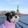 bench, black_and_white, canine, clouds, daytime, dog, landmark, nature, outdoor, pet, portrait, puppy, purple_coat, river, scenic, sky, statue_of_liberty, travel, urban, water