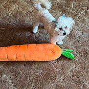 Peanut is registered to the contest to win money with this photo: animal, blue_bow, bow, brown_carpet, carpet, carrot_toy, companion, cute, dog, domestic, floor, fluffy, indoor, looking_up, pet, playful, plush_toy, small_dog, toy, white_dog