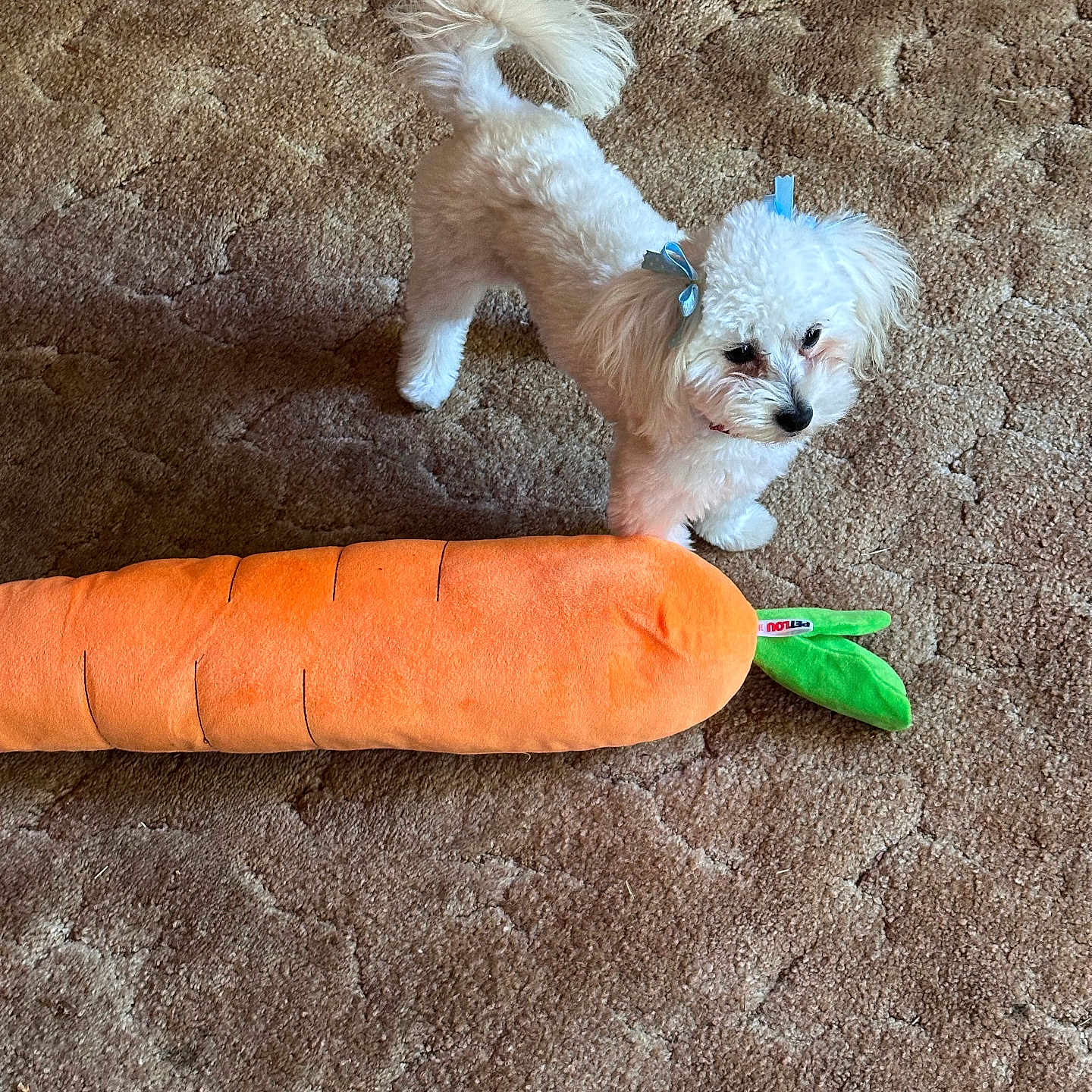Peanut is registered to the contest to win money with this photo: animal, blue_bow, bow, brown_carpet, carpet, carrot_toy, companion, cute, dog, domestic, floor, fluffy, indoor, looking_up, pet, playful, plush_toy, small_dog, toy, white_dog