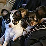 dog, puppy, small_dog, pet, indoor, person, lap, couch, black_clothing, white_fur, brown_fur, ears, eyes, sitting, tattoo, hand, closeup, cozy, relaxed, casual