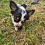 puppy, dog, grass, leash, outdoor, pet, animal, closeup, ears, black_and_white, curious, nature, young, cute, small, fur, canine, playful, ground, daylight