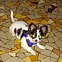 dog, small_dog, puppy, black_and_white, purple_harness, glowing_eyes, mosaic_floor, tile_floor, indoor, pet, animal, cute, lying_down, ears_up, flash, night_photo, domestic_animal, companion, playful, young_dog