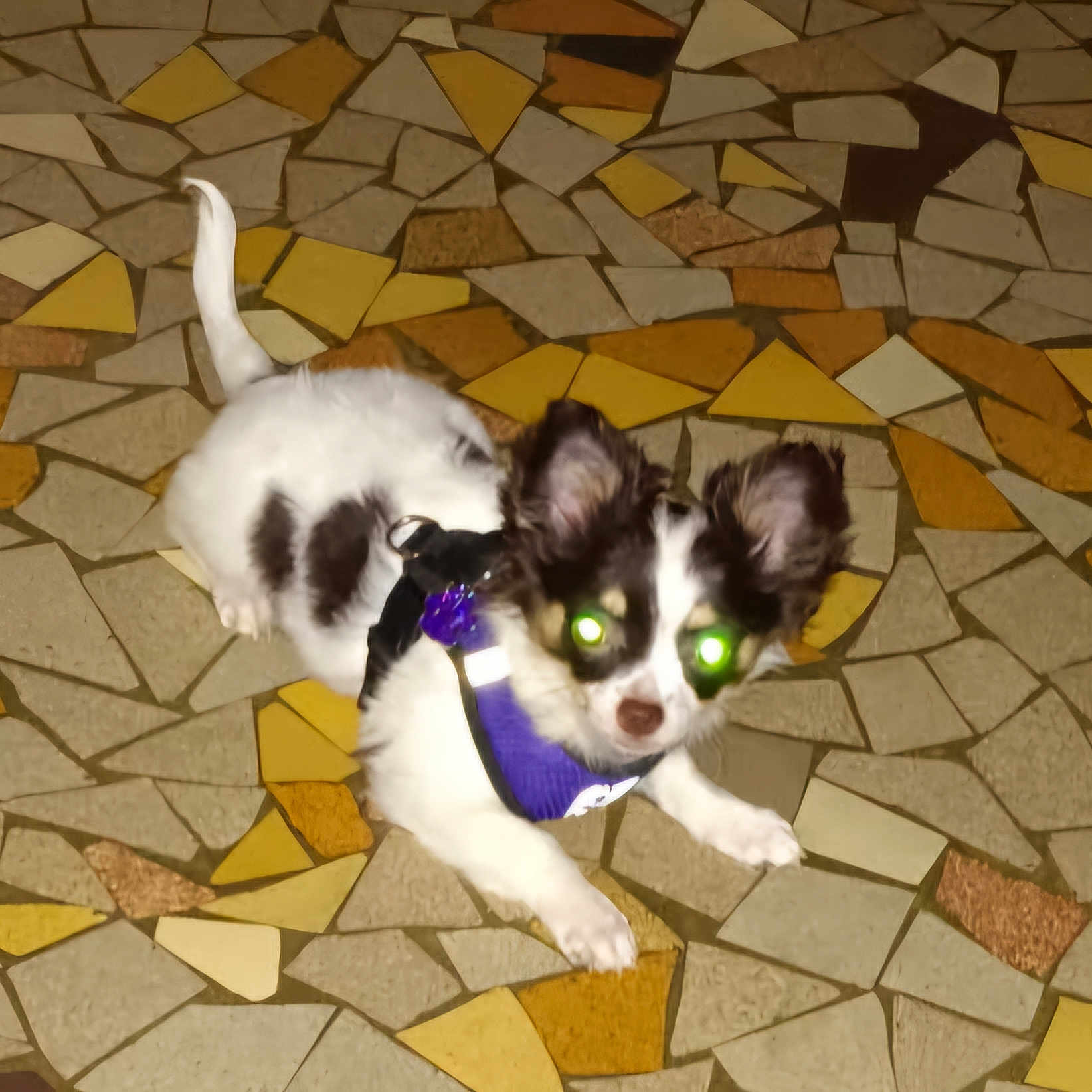 Venus a rejoint le concours — aidez-le/la à gagner de superbes lots ! animal, black_and_white, companion, cute, dog, domestic_animal, ears_up, flash, glowing_eyes, indoor, lying_down, mosaic_floor, night_photo, pet, playful, puppy, purple_harness, small_dog, tile_floor, young_dog