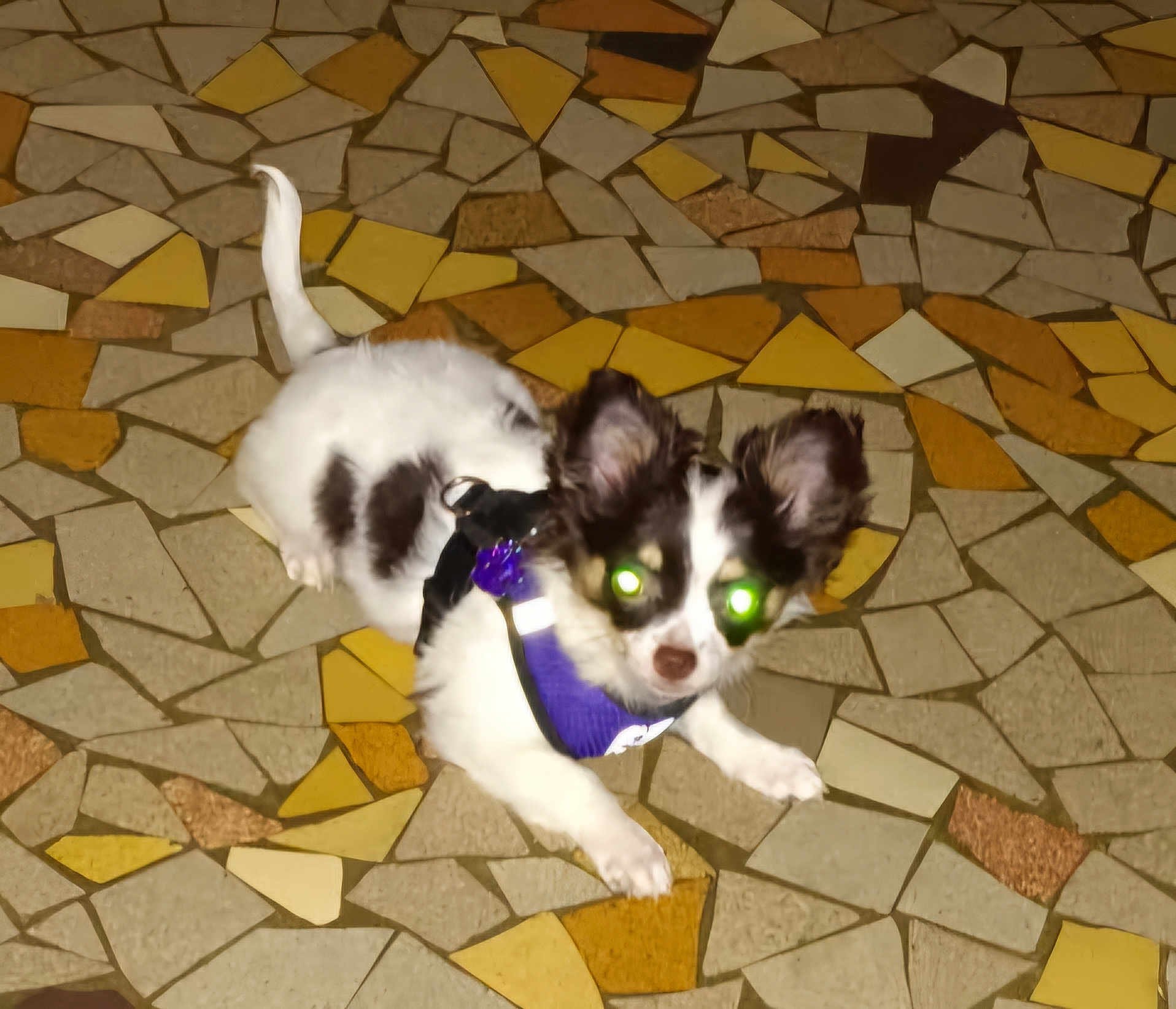 Venus a rejoint le concours — aidez-le/la à gagner de superbes lots ! dog, small_dog, puppy, black_and_white, purple_harness, glowing_eyes, mosaic_floor, tile_floor, indoor, pet, animal, cute, lying_down, ears_up, flash, night_photo, domestic_animal, companion, playful, young_dog