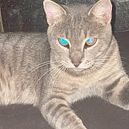 Ghost is registered to the contest to win money with this photo: animal, blue_eyes, cat, close_up, ears, feline, fur, gray_cat, indoors, lounging, lying_down, paws, pet, portrait, reflective_background, serious_expression, short_hair, sofa, tabby, whiskers