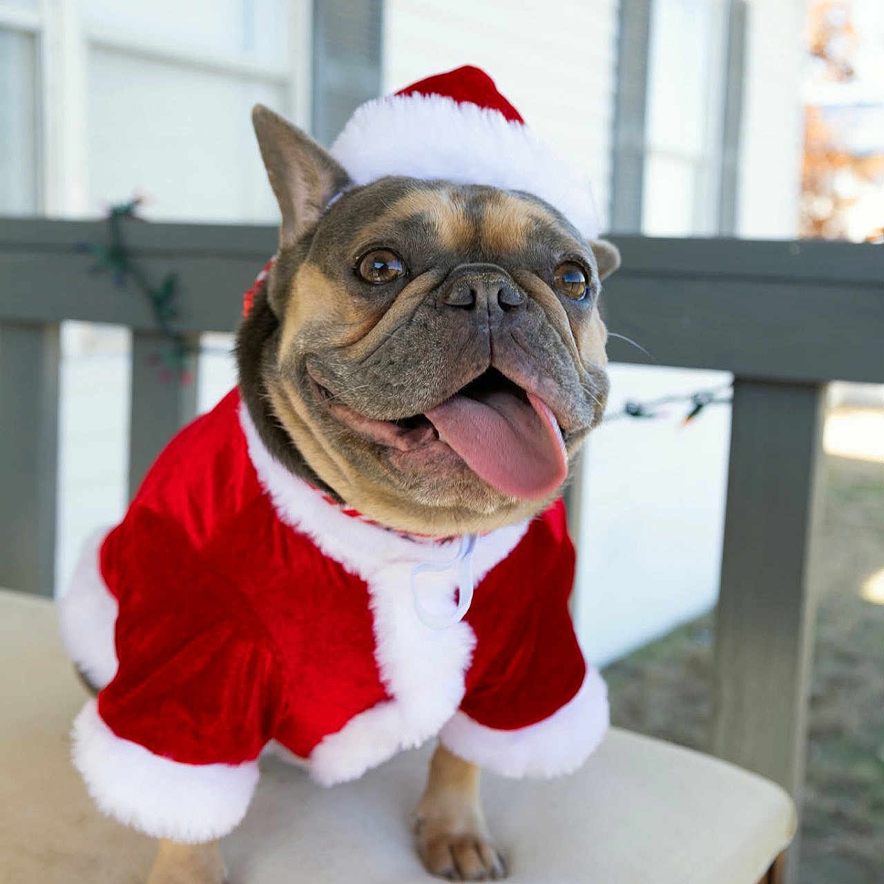 Nala is registered to the contest to win money with this photo: animal, chair, christmas, cushion, cute, dog, ears, eyes, festive, french_bulldog, fur, holiday, mouth, nose, outdoor, pet, santa_claus_outfit, santa_hat, smiling, tongue_out