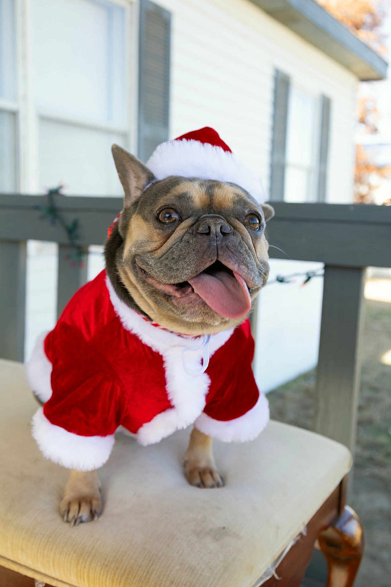 Nala is registered to the contest to win money with this photo: dog, french_bulldog, santa_hat, santa_claus_outfit, pet, animal, tongue_out, chair, cushion, outdoor, holiday, festive, cute, smiling, fur, ears, eyes, nose, mouth, christmas