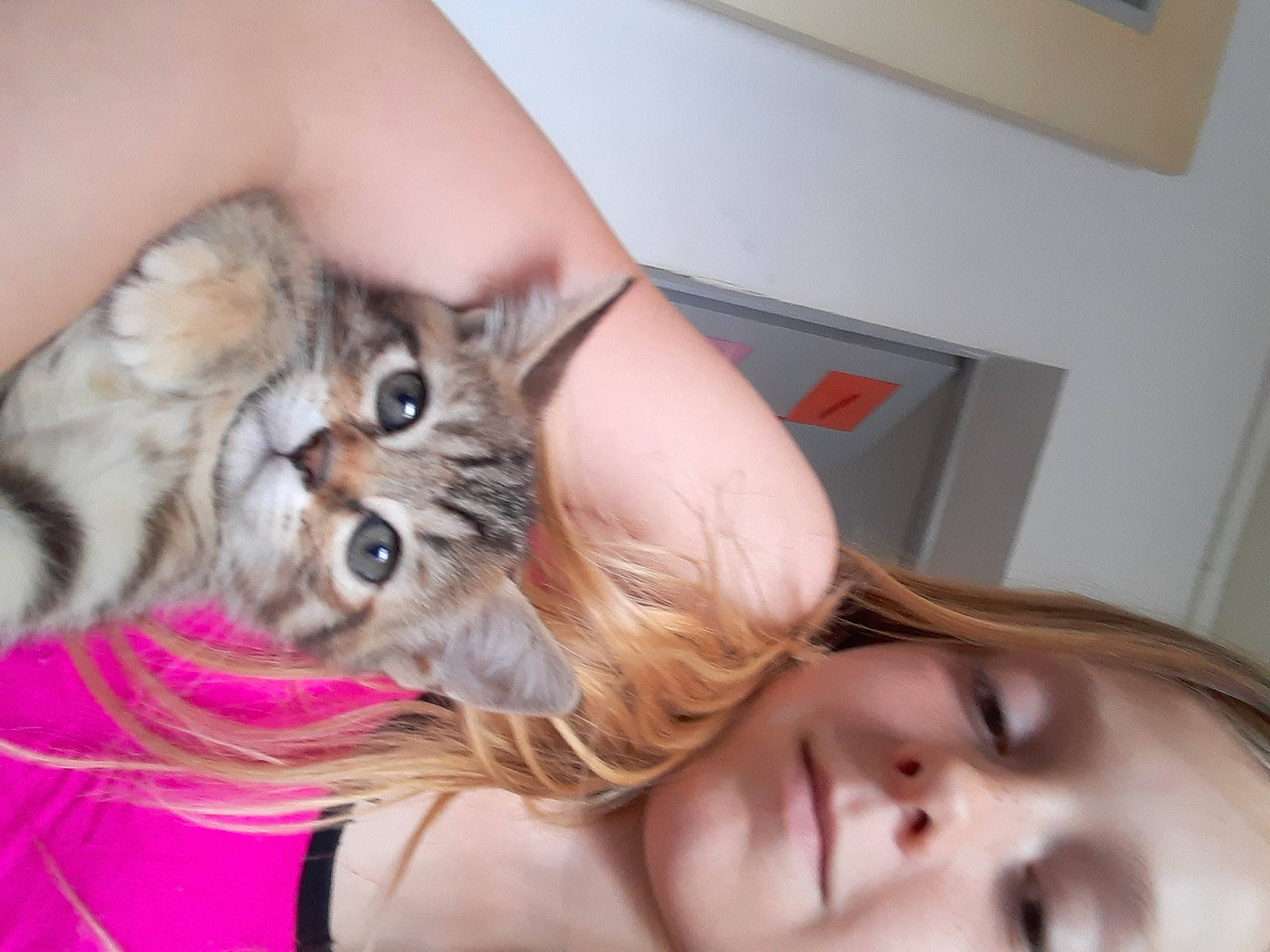 Milia a rejoint le concours — aidez-le/la à gagner de superbes lots ! american_curl, asian, blond, carnivore, cat, domestic_long_haired_cat, felidae, fur, hair, hand, kitten, long_hair, mammal, mouth, neck, norwegian_forest_cat, nose, siberian, small_to_medium_sized_cats, whiskers