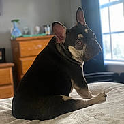 Ozzie is registered to the contest to win money with this photo: animal, bed, companion, cozy, curious, cute, dog, domestic, ears, french_bulldog, fur, furniture, indoor, looking_back, natural_light, pet, resting, room, white_bedspread, window