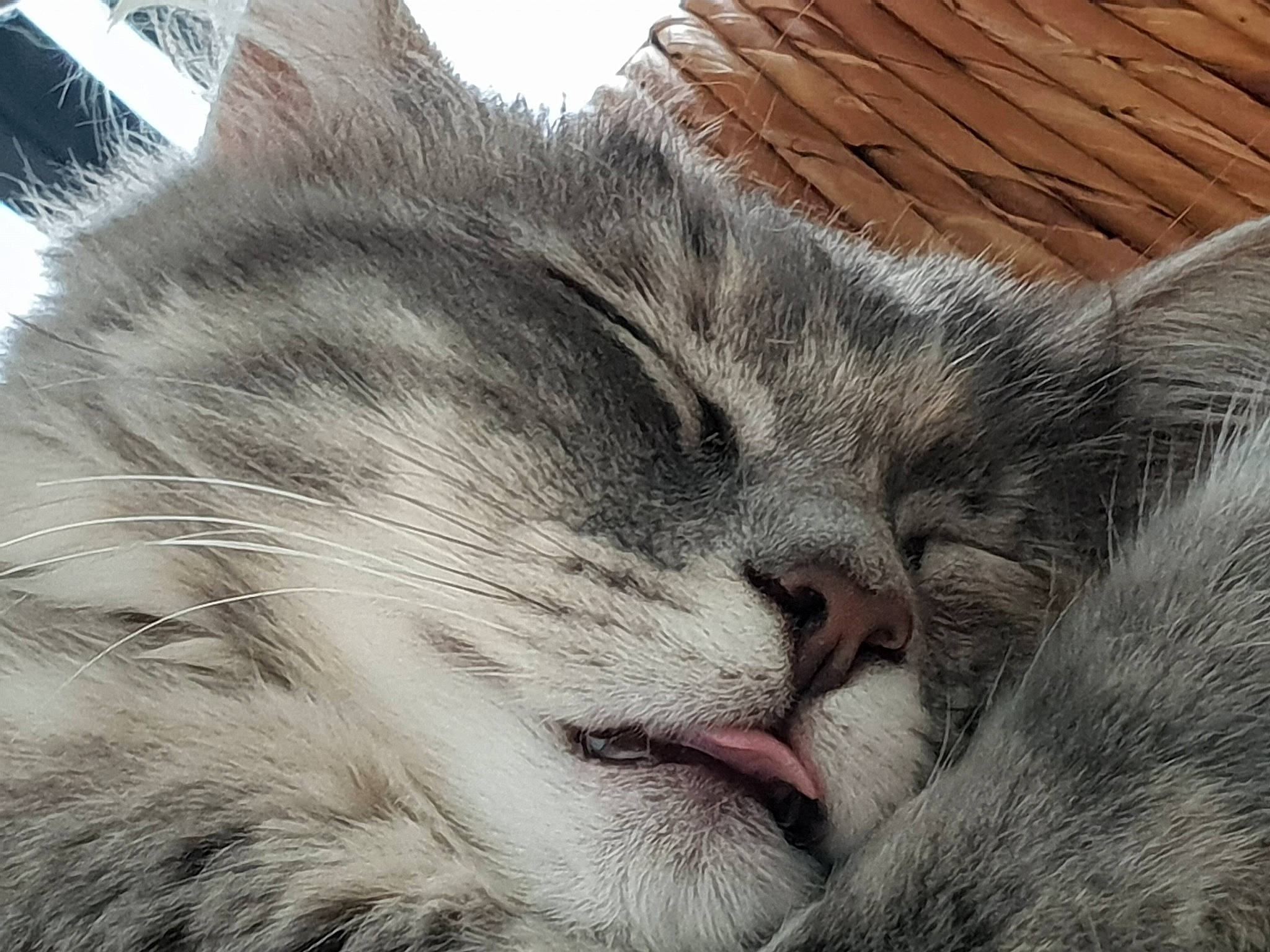 Pandora participe au concours pour gagner de l'argent avec cette photo : asian, carnivore, cat, close_up, ear, european_shorthair, eye, felidae, fur, kitten, nap, norwegian_forest_cat, nose, siberian, sky, sleep, small_to_medium_sized_cats, snout, tabby_cat, whiskers