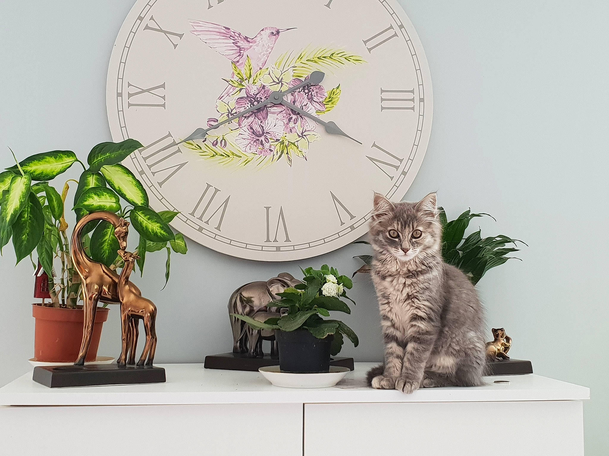 Pandora a rejoint le concours — aidez-le/la à gagner de superbes lots ! american_shorthair, carnivore, cat, domestic_short_haired_cat, european_shorthair, felidae, flower, flowerpot, houseplant, interior_design, kitten, ocicat, plant, room, shelf, small_to_medium_sized_cats, tabby_cat, whiskers