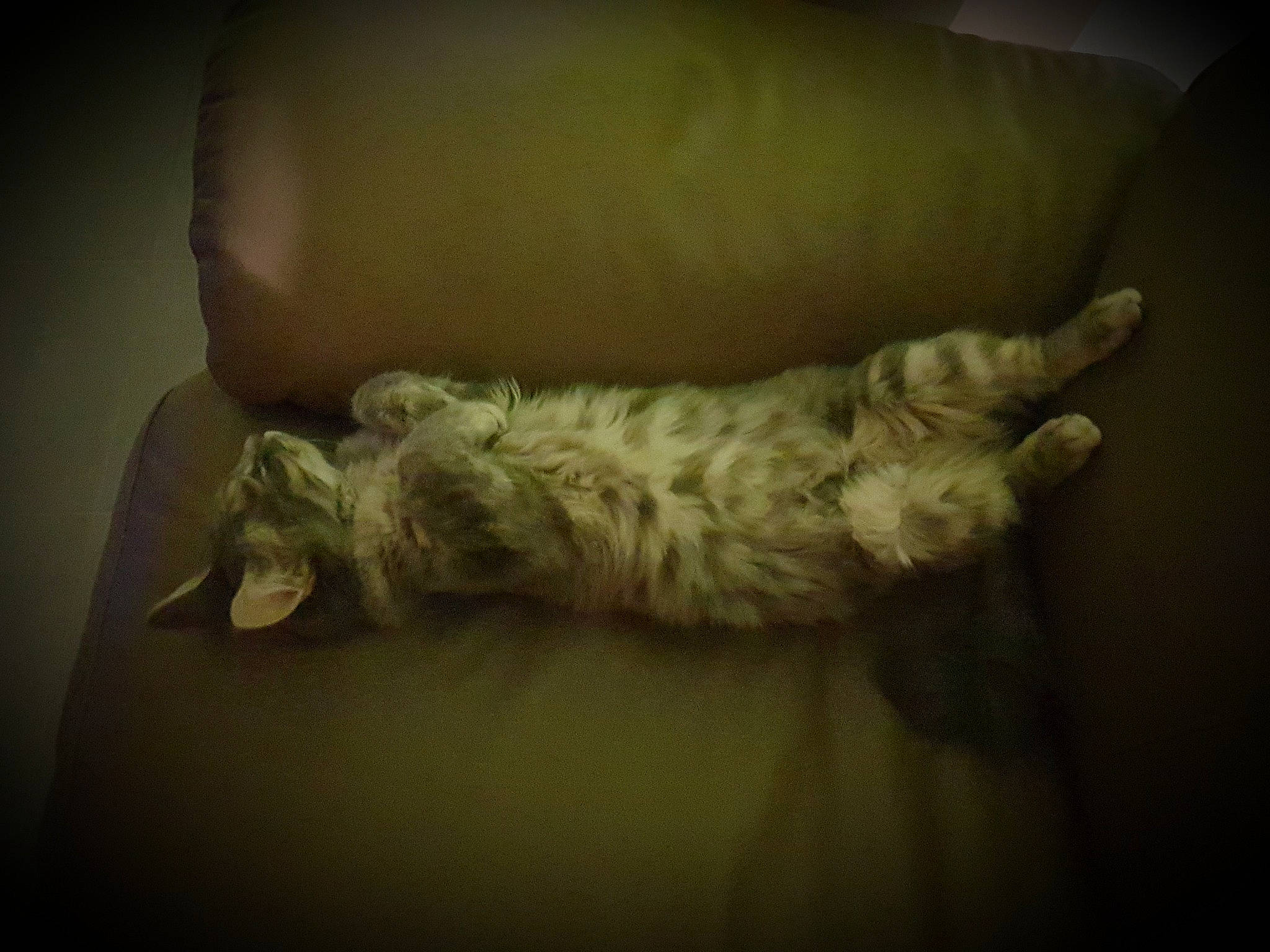 Pandora participe au concours pour gagner de l'argent avec cette photo : canidae, cat, felidae, fur, hand, jaw, leg, nap, organism, sleep, tail