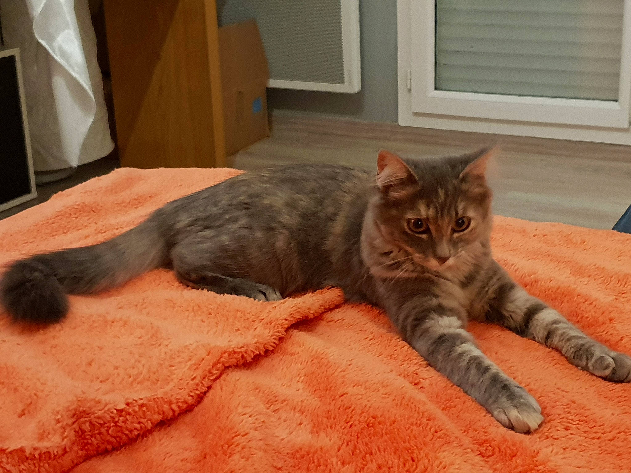 Pandora participe au concours pour gagner de l'argent avec cette photo : asian, australian_mist, british_semi_longhair, carnivore, cat, domestic_short_haired_cat, dragon_li, european_shorthair, felidae, fur, kitten, mammal, pixie_bob, small_to_medium_sized_cats, tabby_cat, vertebrate, whiskers