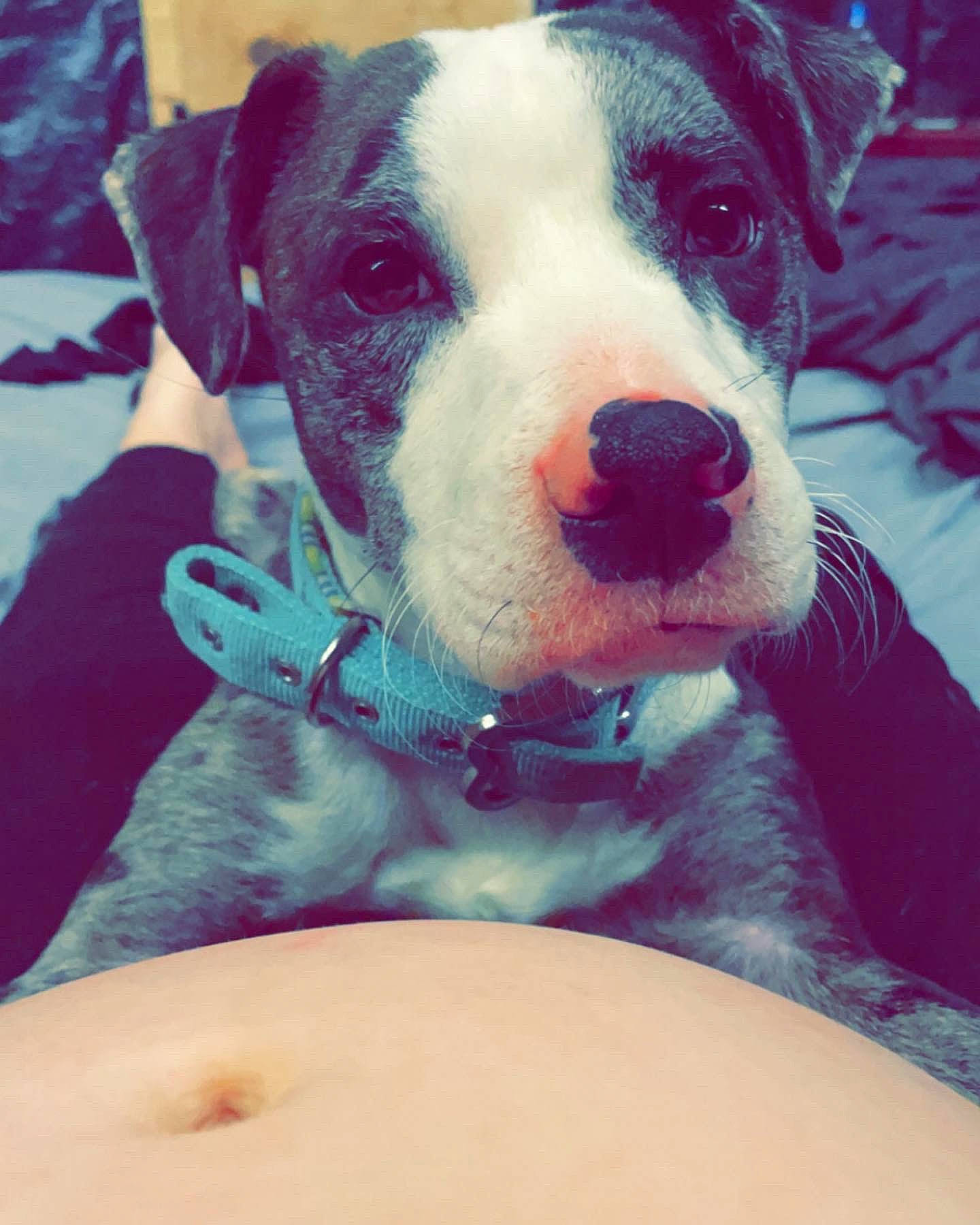 Bubs is registered to the contest to win money with this photo: beauty, carnivore, collar, comfort, companion_dog, dog, dog_breed, dog_collar, fawn, fruit, fur, happy, navel, non_sporting_group, paw, photography, puppy_love, snout, whiskers, working_animal