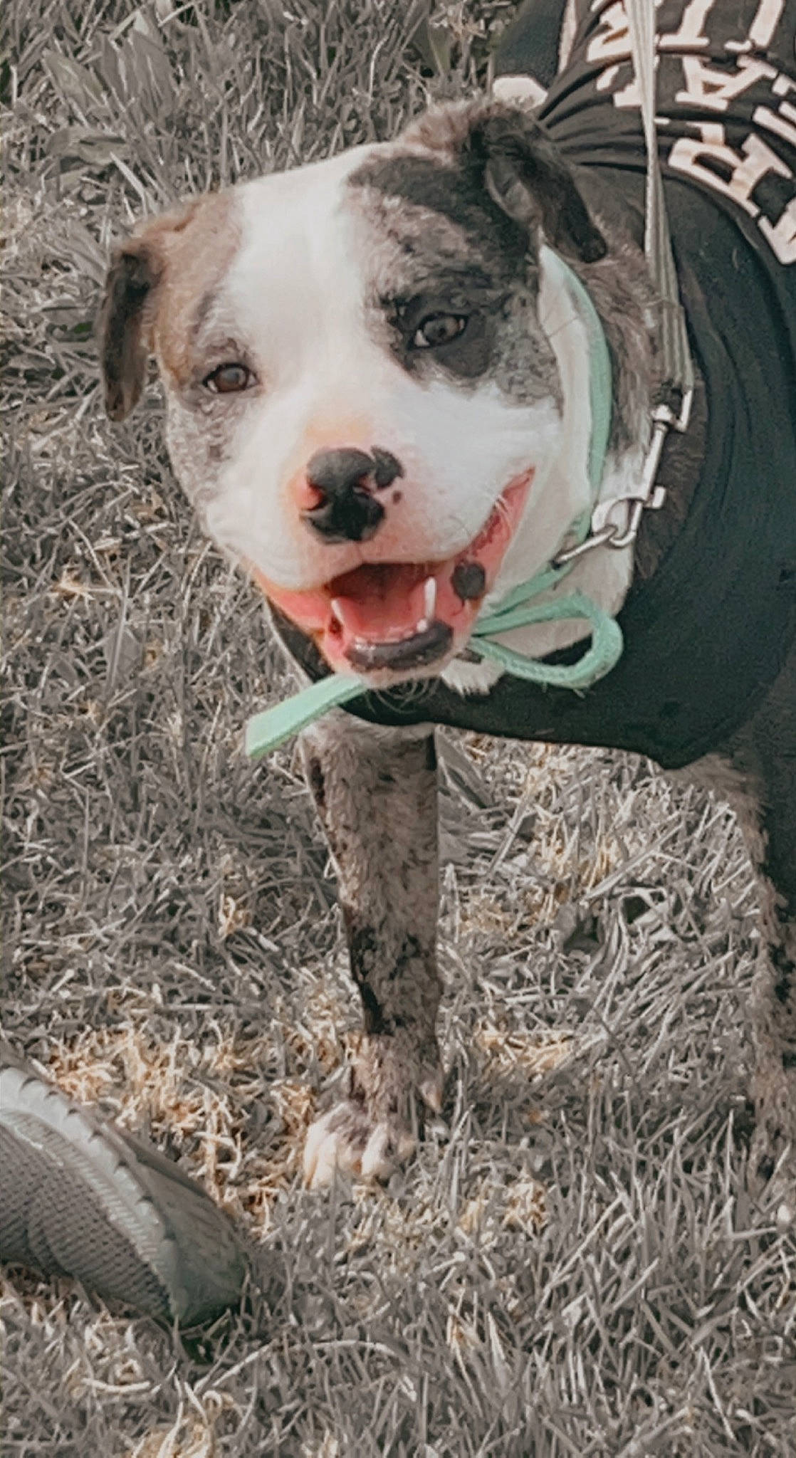 Bubs joined the competition — help win amazing prizes! automotive_tire, canidae, carnivore, collar, companion_dog, dog, dog_breed, dog_collar, fawn, fur, grass, mammal, non_sporting_group, snout, soil, sporting_group, vertebrate, whiskers, working_animal, working_dog