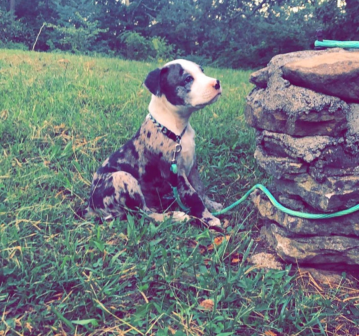 Bubs joined the competition — help win amazing prizes! carnivore, collar, companion_dog, dog, dog_breed, dog_collar, dog_supply, fawn, grass, groundcover, leash, pet_supply, plant, snout, soil, sporting_group, tail, tree, working_animal, working_dog