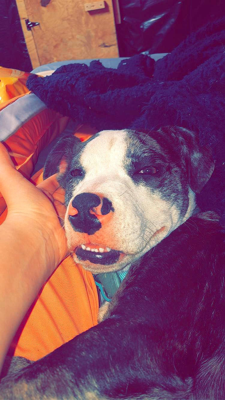 Bubs is registered to the contest to win money with this photo: canidae, carnivore, comfort, companion_dog, dog, dog_breed, fawn, fun, fur, happy, nap, panda, paw, puppy_love, sitting, smile, snout, sporting_group, whiskers, working_animal