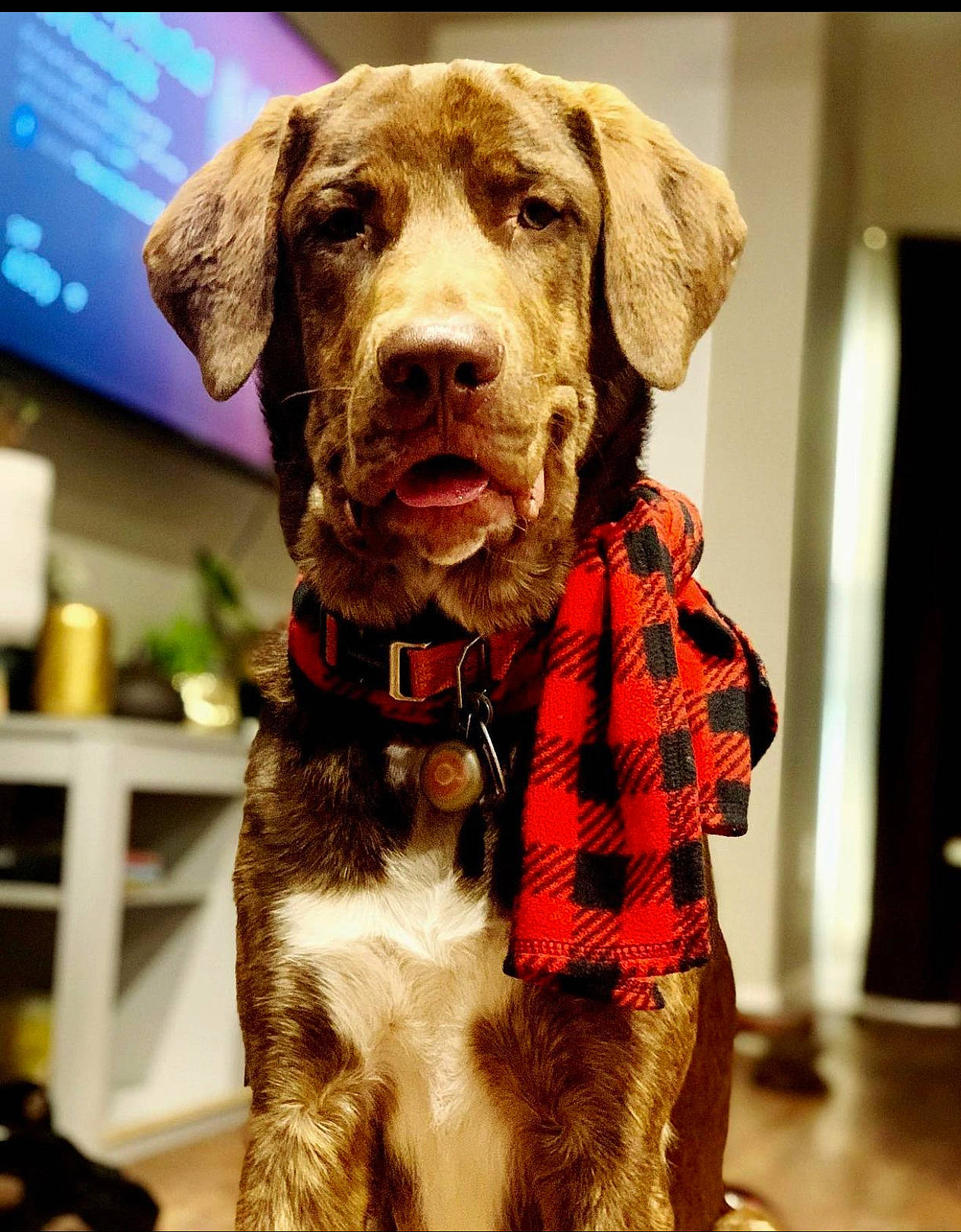Grizzly And Huckleberry is registered to the contest to win money with this photo: canidae, carnivore, collar, companion_dog, dog, dog_breed, dog_collar, dog_supply, fashion_accessory, fawn, fur, leash, liver, pet_supply, snout, sporting_group, tartan, television, working_animal