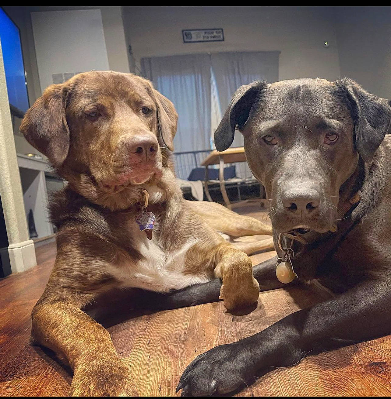 Grizzly And Huckleberry is registered to the contest to win money with this photo: canidae, carnivore, companion_dog, dog, dog_breed, dog_collar, fawn, fur, gun_dog, hunting_dog, liver, metal, sporting_group, terrestrial_animal, whiskers, working_animal, working_dog