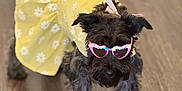 Chloe joined the competition — help win amazing prizes! accessory, animal, black_dog, bow, costume, cute, dog, dress, fashion, funny, glasses, indoor, pet, pink_glasses, playful, portrait, small_dog, standing, wooden_floor, yellow_dress