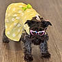 accessory, animal, black_dog, bow, costume, cute, dog, dress, fashion, funny, glasses, indoor, pet, pink_glasses, playful, portrait, small_dog, standing, wooden_floor, yellow_dress
