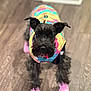Chloe is registered to the contest to win money with this photo: animal, black_fur, canine, colorful_clothing, curious, cute, dog, domestic_animal, ears, fur, indoor, looking_up, pet, pet_fashion, pink_booties, puppy, small_dog, standing, tie_dye_jacket, wooden_floor