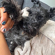 Chloe is registered to the contest to win money with this photo: black_fur, blanket, canine, casual, close_up, comfort, couch, dog, friendship, furniture, furry, hand, human, indoor, nail_polish, paw, pet, relaxing, resting, soft_texture