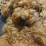 Lika is registered to the contest to win money with this photo: dog, curly_hair, close_up, nose, fluffy, fur, pet, animal, indoor, brown, cute, cozy, portrait, mammal, companion, furry, relaxing, domestic_animal, whiskers, sleepy