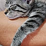 Koko Chanel is registered to the contest to win money with this photo: arm, cat, closeup, comfort, cozy, domestic_animal, fur, human, indoor, kitten, nap, paw, pet, relaxation, resting, skin, sleeping, striped, tabby, whiskers
